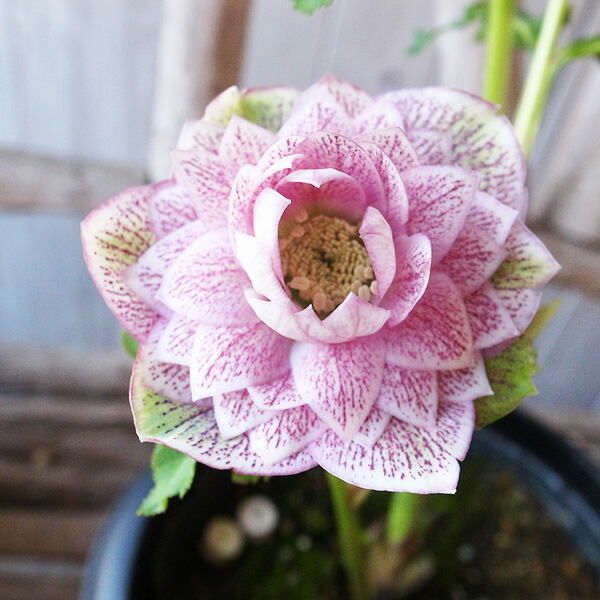 楽天市場】クリスマスローズ ダブル 開花株 多弁 艶レッド 6号 現品