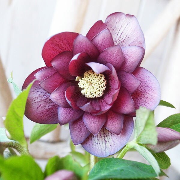 楽天市場】クリスマスローズ ダブル 開花株 超多弁 ホワイトピコティ