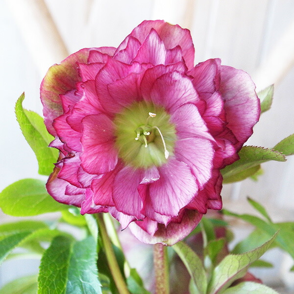 楽天市場】クリスマスローズ ダブル 開花株 超多弁 レッドグリーン 4.5