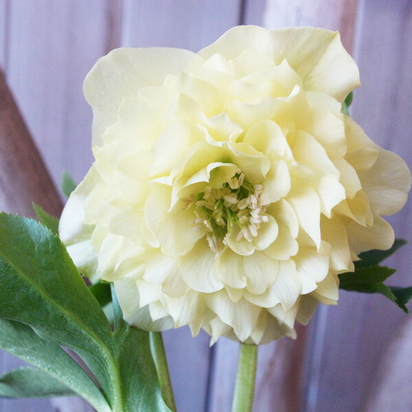 楽天市場】クリスマスローズ ダブル 開花株 超多弁 ホワイトピコティ