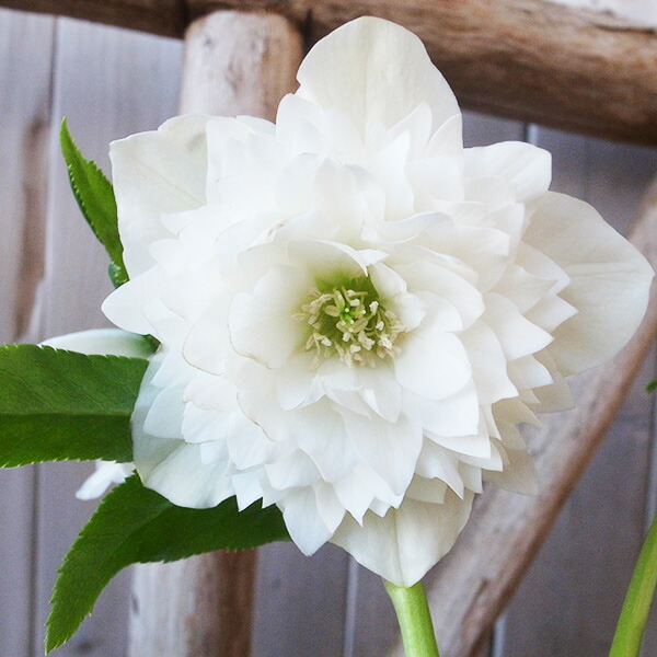 楽天市場】クリスマスローズ ダブル 開花株 多弁 艶レッド 6号 現品