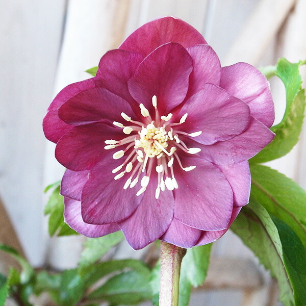 楽天市場】クリスマスローズ ダブル 開花株 多弁 艶レッド 6号 現品