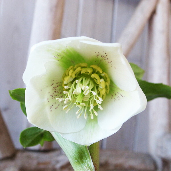 楽天市場】クリスマスローズ ダブル 開花株 超多弁 ピュアイエロー 6号