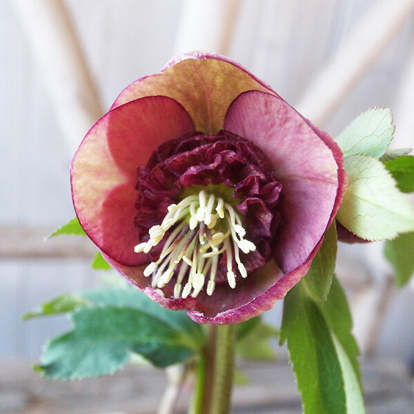 楽天市場】クリスマスローズ ダブル 開花株 多弁 レッドグラデーション