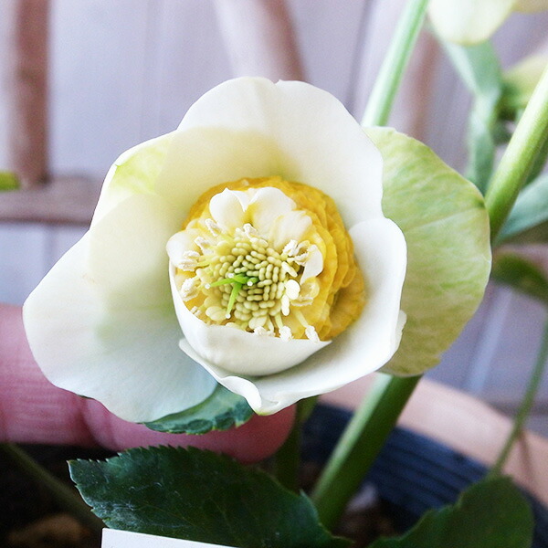 楽天市場】クリスマスローズ ダブル 開花株 ホワイトブロッチ 5号 現品