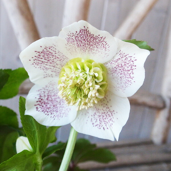 楽天市場】クリスマスローズ ダブル 開花株 超多弁 ホワイトピコティ