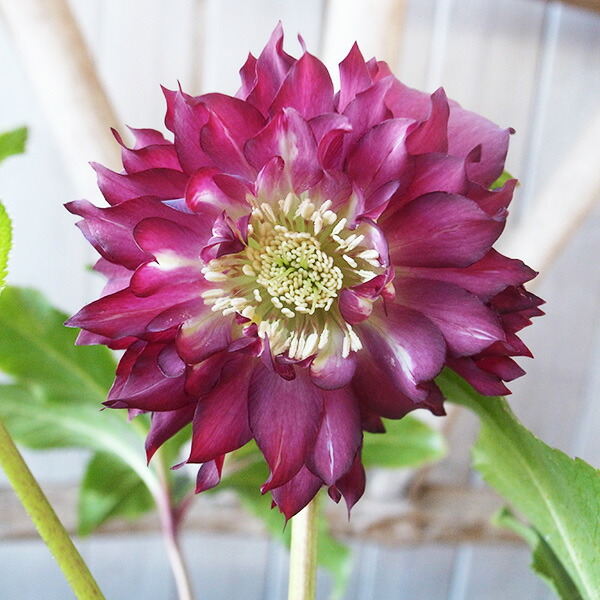 楽天市場】クリスマスローズ ダブル 開花株 多弁 レッドグラデーション