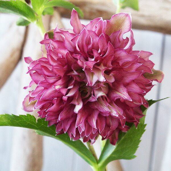 楽天市場】クリスマスローズ ダブル 開花株 イエロースポット 5号 現品