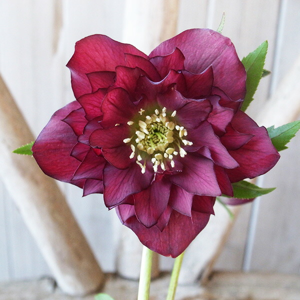 楽天市場】クリスマスローズ ダブル 開花株 超多弁 レッドグリーン 4.5