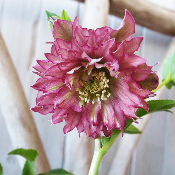 楽天市場】クリスマスローズ ダブル 開花株 超多弁 レッドグリーン 4.5