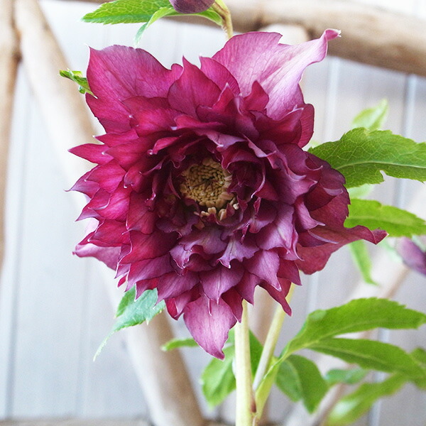 楽天市場】クリスマスローズ ダブル 開花株 超多弁 レッドグリーン 4.5