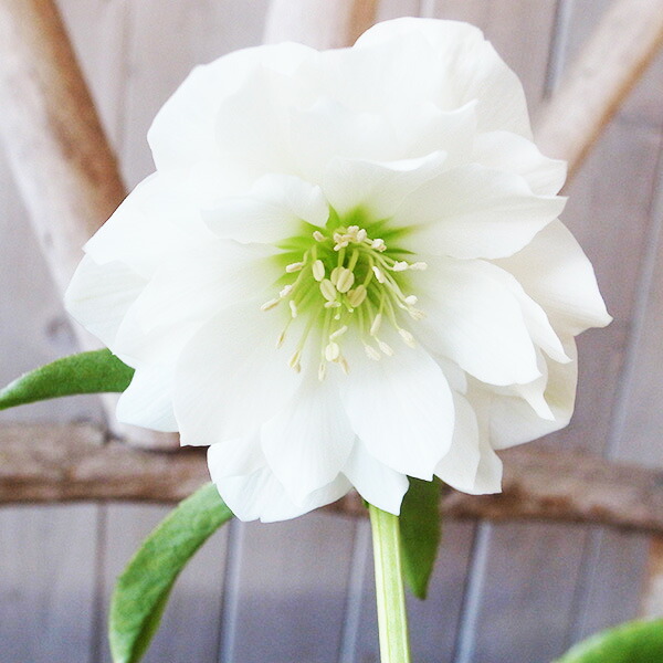 楽天市場】クリスマスローズ ダブル 開花株 超多弁 ホワイトピコティ