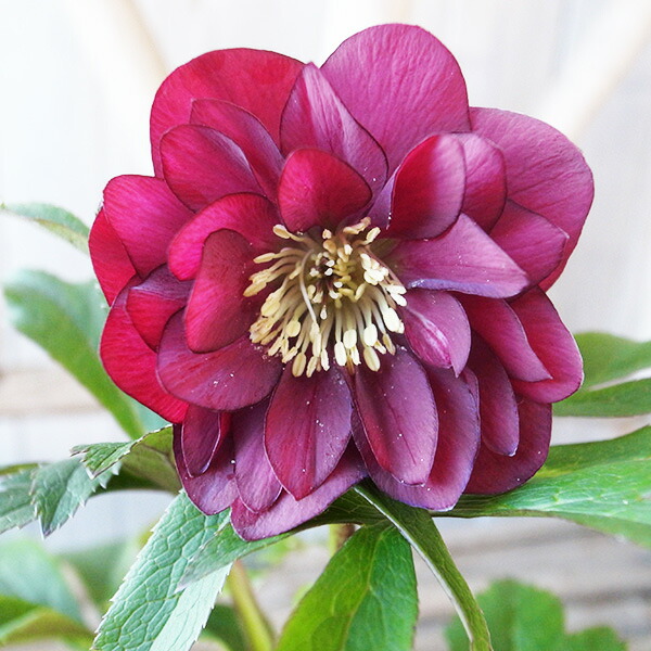 楽天市場】珍しい クリスマスローズ原種 リグリクス苗/販売/通販/種類