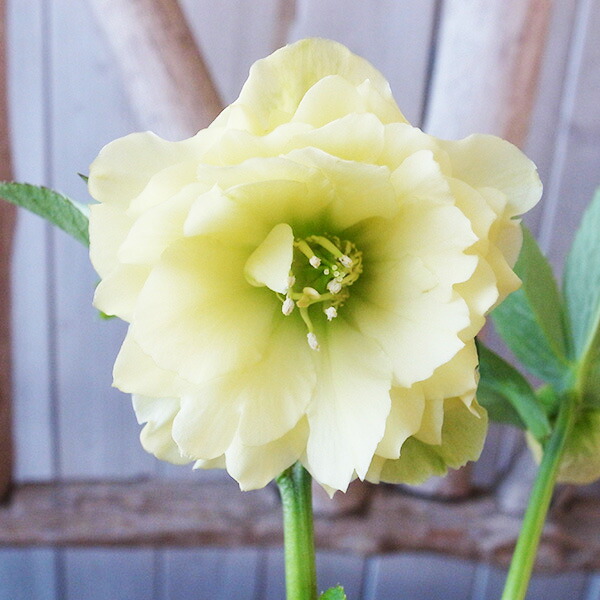 楽天市場】クリスマスローズ ダブル 開花株 パープルグリーンバイ