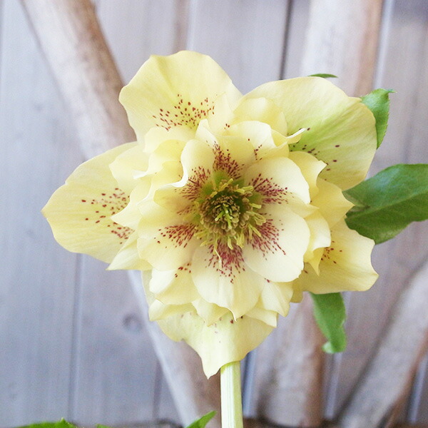 楽天市場】クリスマスローズ ダブル 開花株 ホワイトグリーンピコ 5号