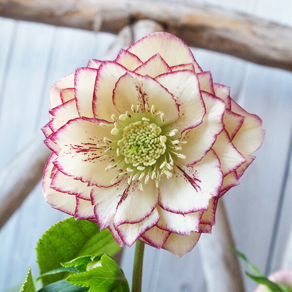 楽天市場】クリスマスローズ ダブル 開花株 超多弁 ホワイトピコティ