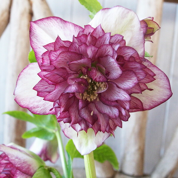 楽天市場】クリスマスローズ ダブル 開花株 超多弁 ホワイトピコティ