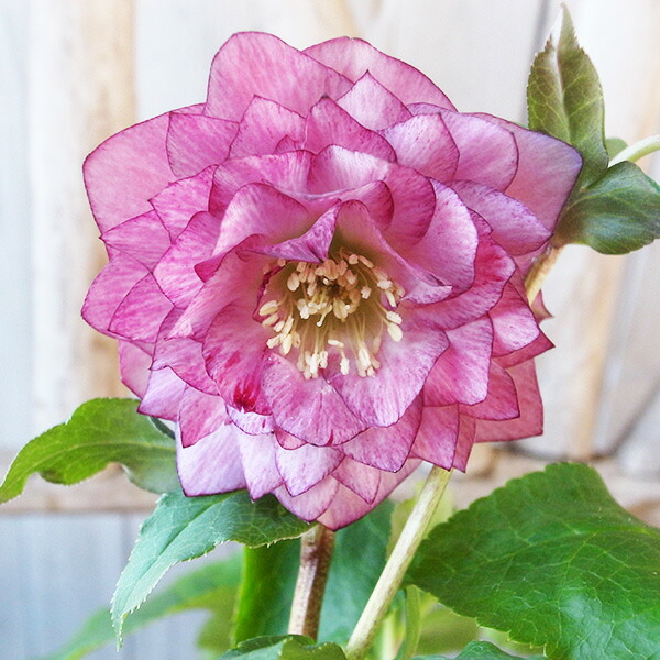 楽天市場】クリスマスローズ ダブル 開花株 超多弁クレオパトラ 5号