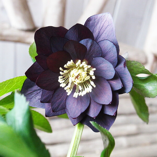 楽天市場】クリスマスローズ ダブル 開花株 スモーキーブロッチ 5号