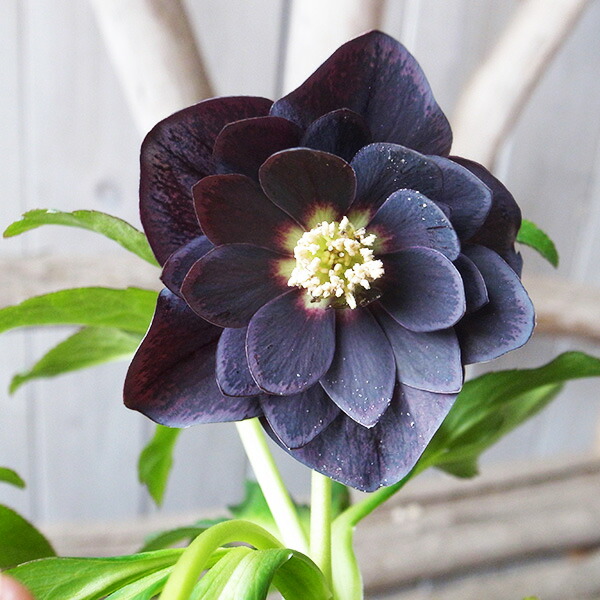 楽天市場】クリスマスローズ ダブル 開花株 スモーキーブロッチ 5号