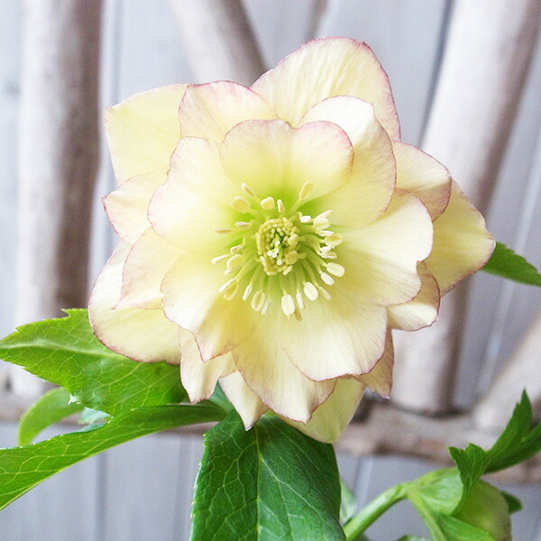 楽天市場】クリスマスローズ ダブル 開花株 多弁イエローグリーンピコ