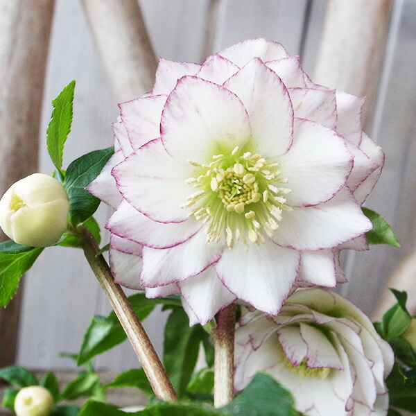 楽天市場】2023年新入荷苗 クリスマスローズ ダブル咲き ホワイト