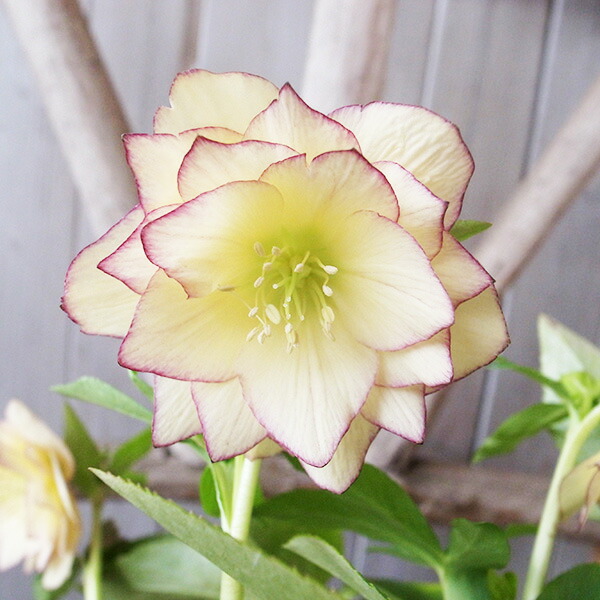 楽天市場】クリスマスローズ ダブル 開花株 多弁イエローグリーンピコ