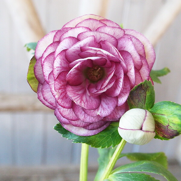 楽天市場】クリスマスローズ ダブル 開花株 超多弁ピンクピコティ 6号