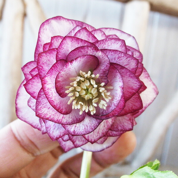 楽天市場】クリスマスローズ ダブル 開花株 超多弁ピンクピコティ 6号