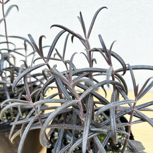 楽天市場】多肉植物 チョコレート錦 2.5号サイズ 苗 タニクショクブツ