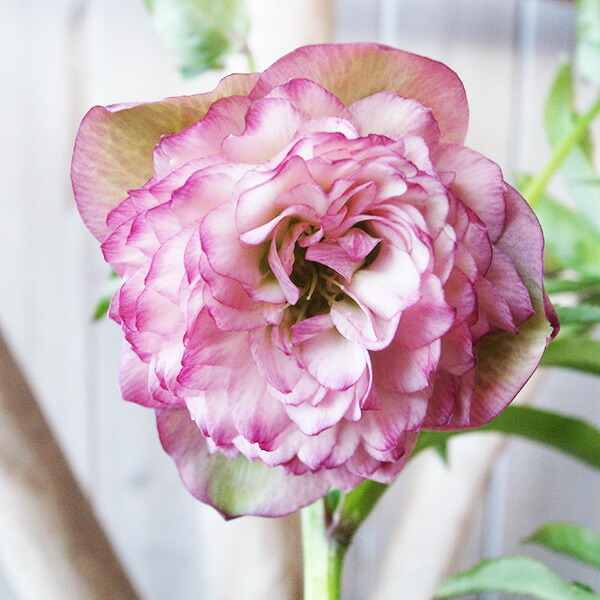 楽天市場】クリスマスローズ ダブル 開花株 グリーンチョコバイカラー