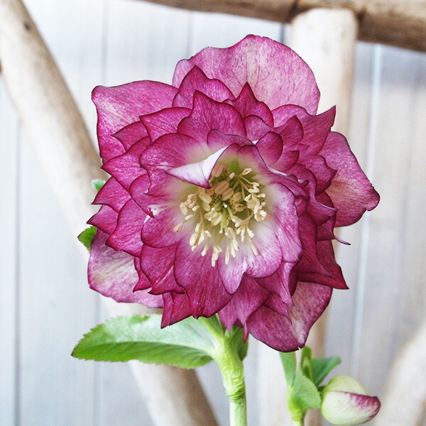 楽天市場】クリスマスローズ ダブル 開花株 イエローピコティ 4.5号