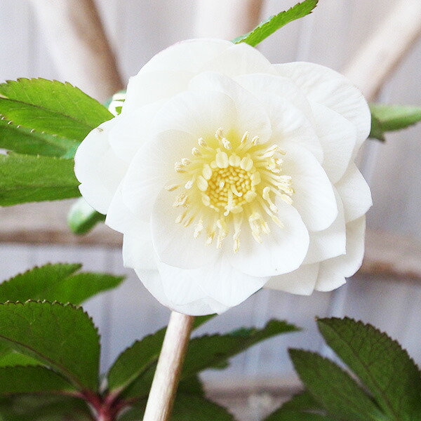 楽天市場】クリスマスローズ ダブル 開花株 ホワイトピコティ 5号 現品