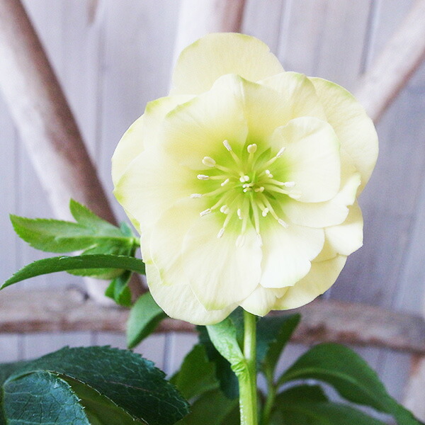 楽天市場】クリスマスローズ ダブル 開花株 グリーンチョコバイカラー