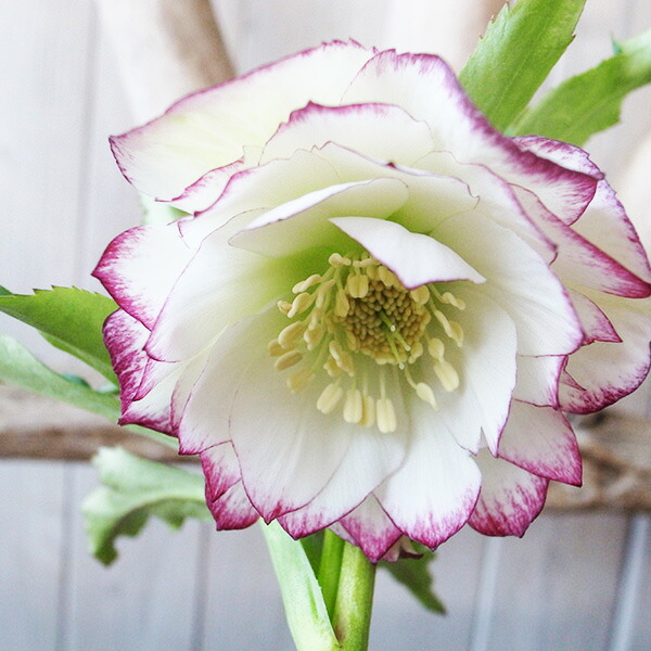 楽天市場】クリスマスローズ ダブル 開花株 多弁ホワイトゴールド 5号