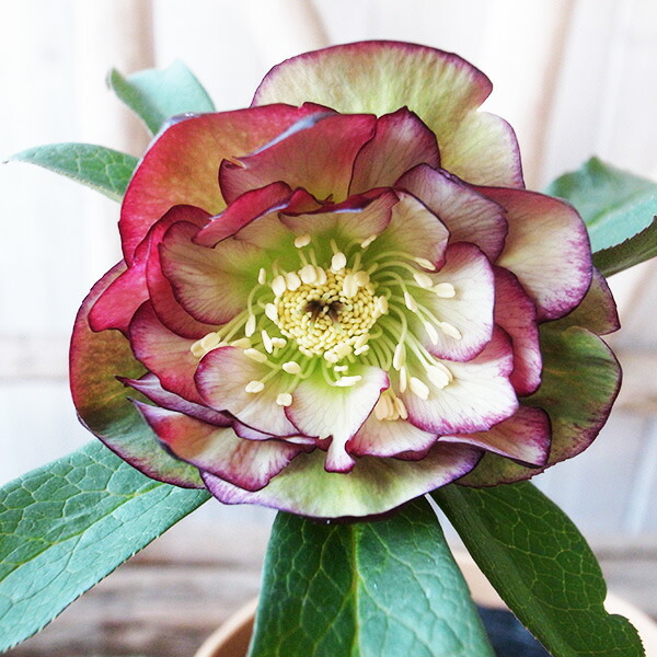 楽天市場】クリスマスローズ ダブル 開花株 頬紅ぼかしピンク 4.5号