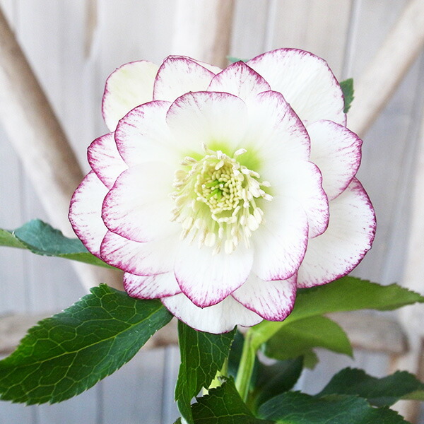 楽天市場】クリスマスローズ ダブル 開花株 グリーンチョコバイカラー