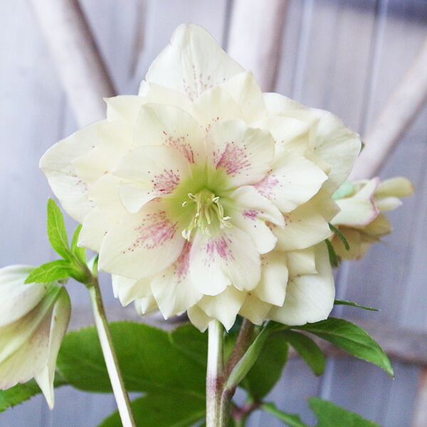 楽天市場】クリスマスローズ ダブル 開花株 イエローピコティ 4.5号