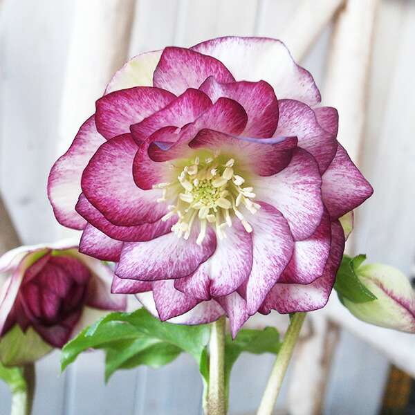 楽天市場】クリスマスローズ ダブル 開花株 超多弁ピンクピコティ 6号