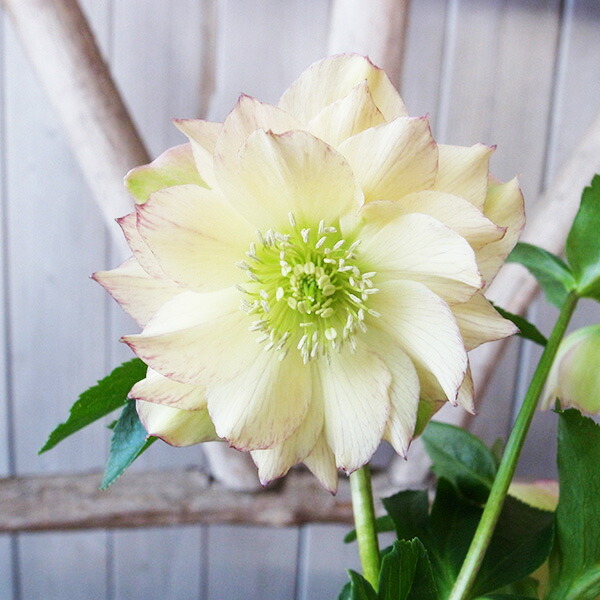 楽天市場】クリスマスローズ ダブル 開花株 ホワイトピコティ 5号 現品