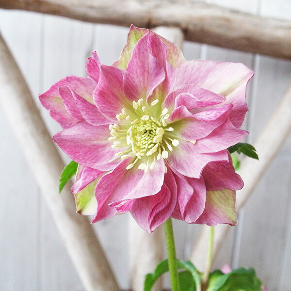 楽天市場】クリスマスローズ ダブル 開花株 グリーングレープバイ