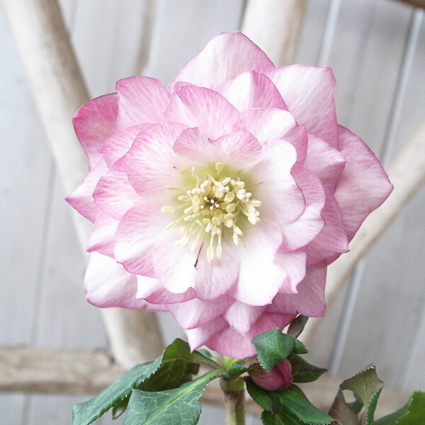 楽天市場】クリスマスローズ ダブル 開花株 ソレイユ系レッド