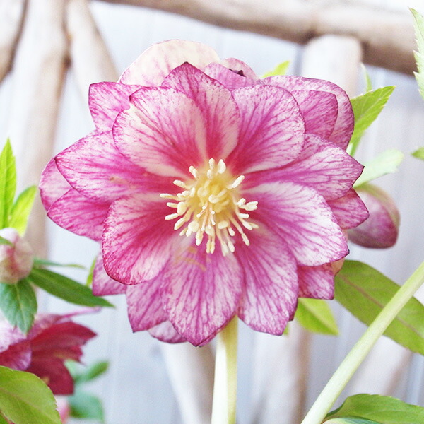 楽天市場】クリスマスローズ ダブル 開花株 ゴールドぼかしピンク