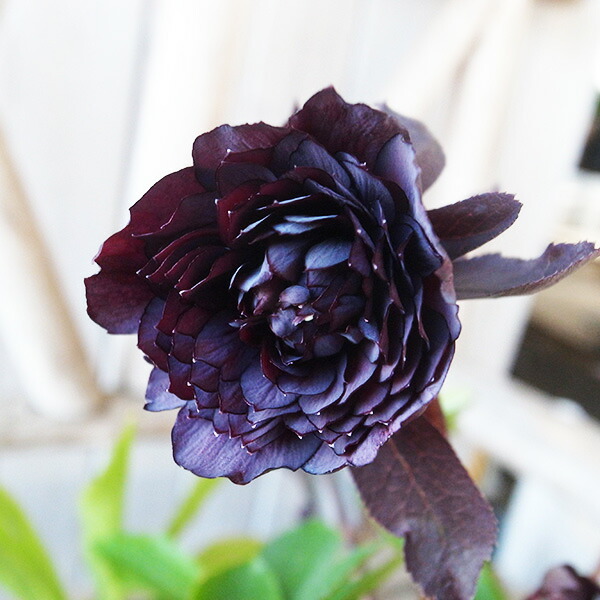 楽天市場】クリスマスローズ ダブル 開花株 口紅ピコティ 5号 現品