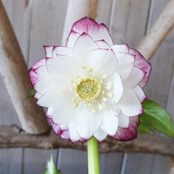 楽天市場】クリスマスローズ ダブル 開花株 ゴールドぼかしピンク