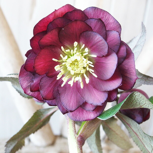 楽天市場】クリスマスローズ ダブル 開花株 アプリコットスポット 5号