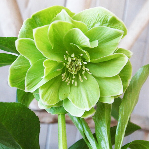 楽天市場】クリスマスローズ ダブル 開花株 グリーンチョコバイカラー