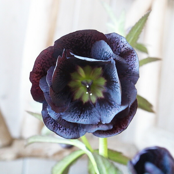 楽天市場】クリスマスローズ ダブル 開花株 アプリコットピンク 4.5号