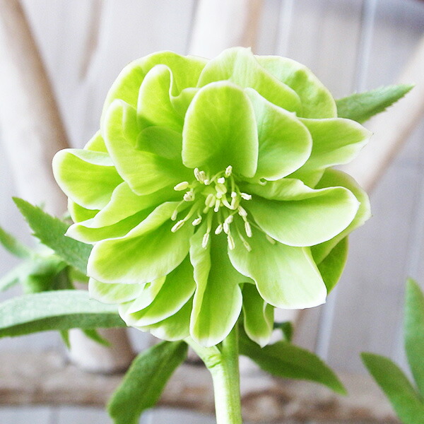 楽天市場】クリスマスローズ ダブル 開花株 ゴールドぼかしピンク