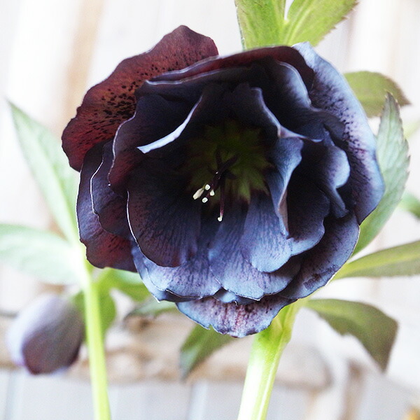 楽天市場】クリスマスローズ ダブル 開花株 頬紅ぼかしピンク 4.5号